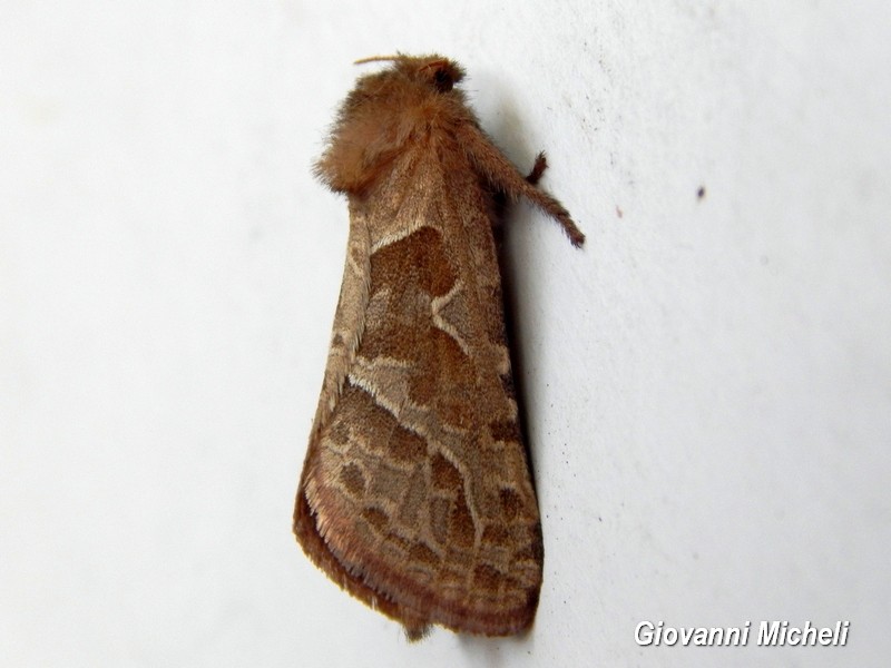 Pharmacis fusconebulosa Hepialidae - No, Triodia sylvina